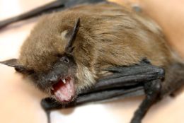 Rage et morsures d’animaux